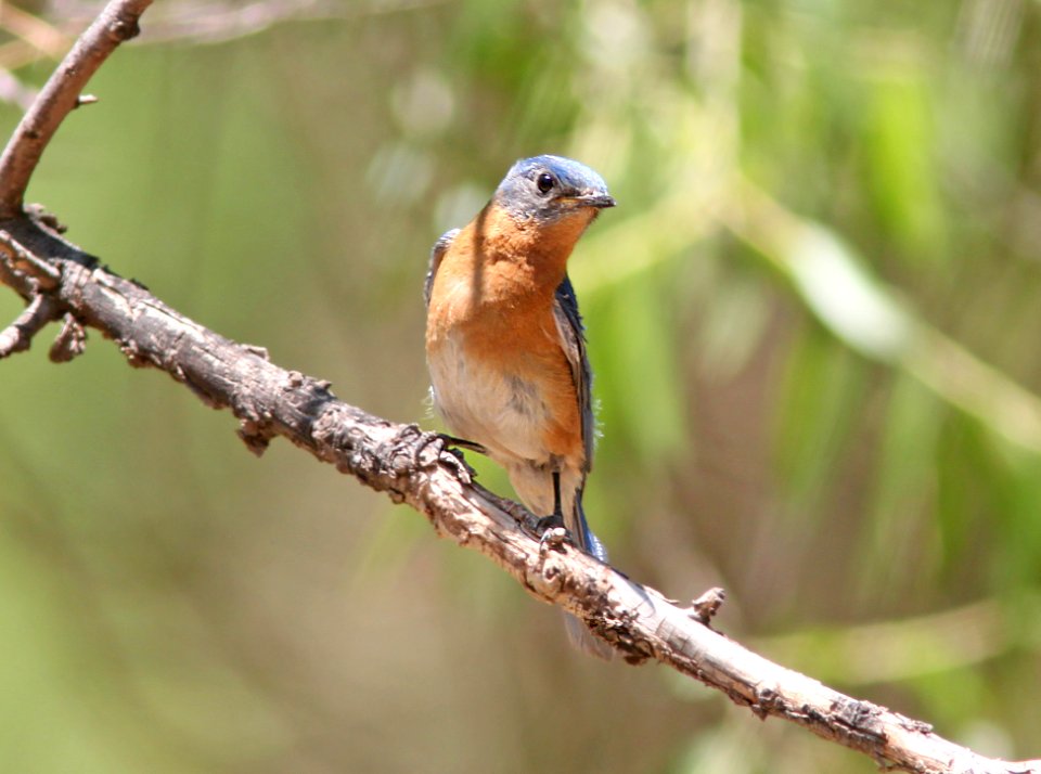 BLUEBIRD, EASTERN (6-5-11) harshaw canyon 1.1-mile creek crossing, scc, az -04
