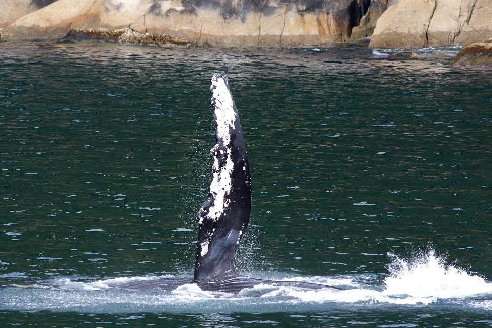Humpback "pec-slapping"