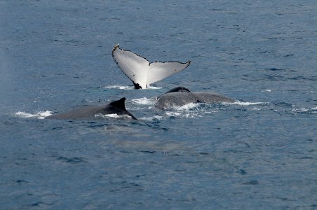 Humpback whales - off Sydney NSW photo