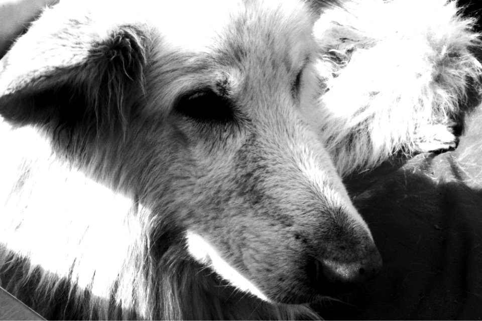 German Shepherd.