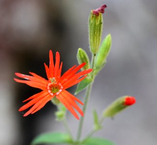 MEXICAN PINK (Silene laciniata) (9-4-11) upper humbolt cyn, scc, az -02