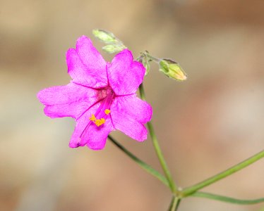 RED FOUR O'CLOCK (Mirabilis coccinea) (5-29-11) patagonia roadside rest, scc, az -02