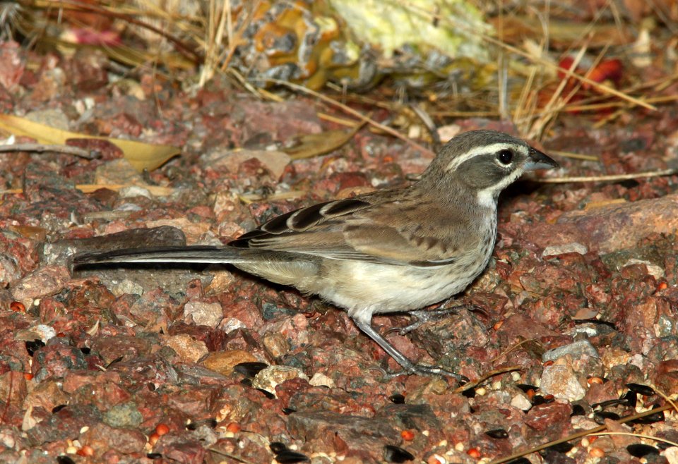 SPARROW, BLACK-THROATED (7-3-11) 78 circulo montana, patagonia lake ranch estates, scc, az -02 immature