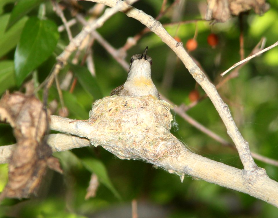 HUMMINGBIRD, BLACK-CHINNED (5-8-11) de anza trail, tumacacori, scc, az -02