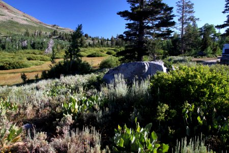 CA 1225 - LAKE ALPINE, 7600 FT, INYO NAY FOREST, CA - 05