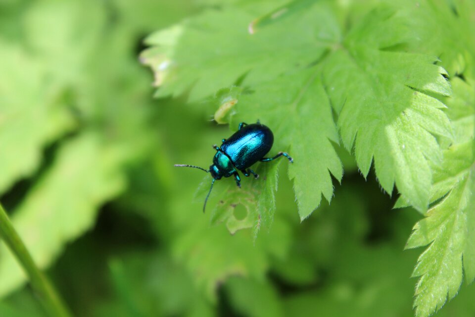 Park insect grass