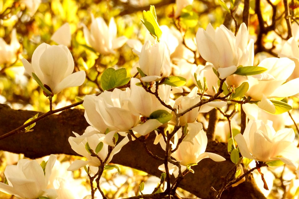 April Magnolias at the Tidal Basin