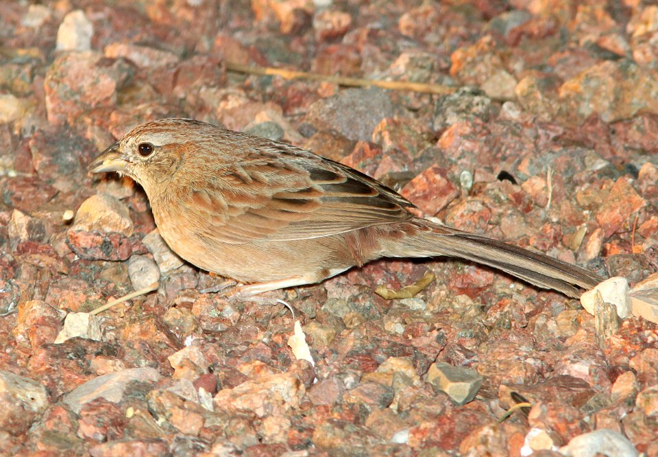 SPARROW, BOTTERI'S (3-24-11) 78 circulo montana, patagonia lake ranch estates, scc, az -01