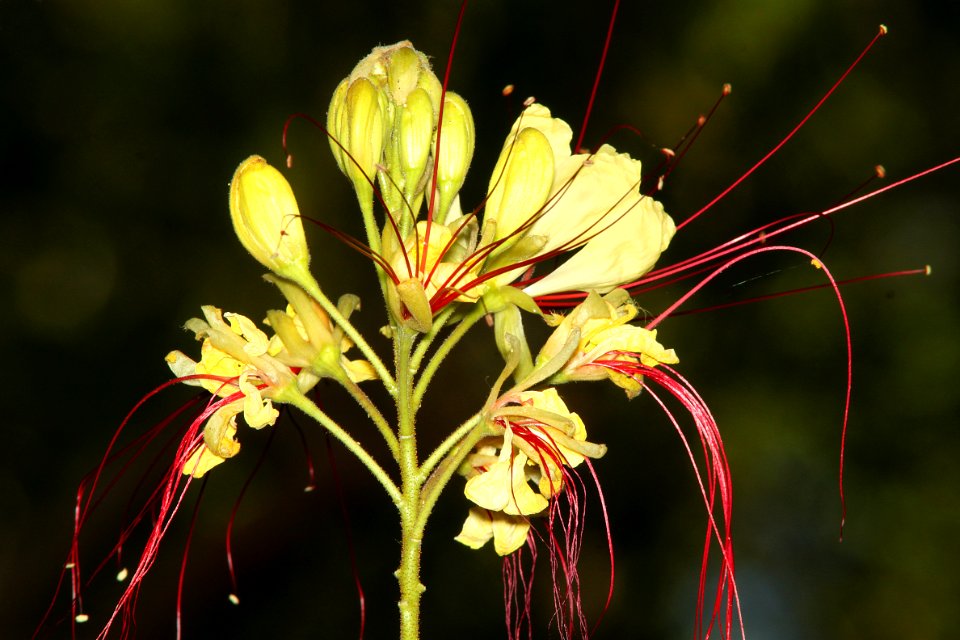 MEXICAN BIRD OF PARADISE (Caesalpinia mexicana) (5-29-11)  patagonia roadside rest, scc, az -02