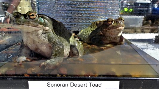 2019.03.23 Catalina State Park