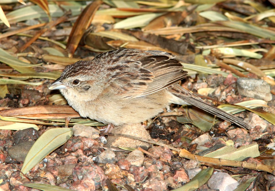 SPARROW, BOTTERI'S (4-10-11) imm, 78 circulo montana, patagonia lake ranch estates, scc, az -02