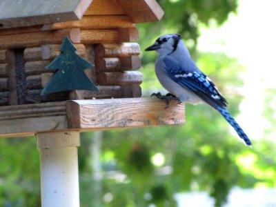 Bluejay 513