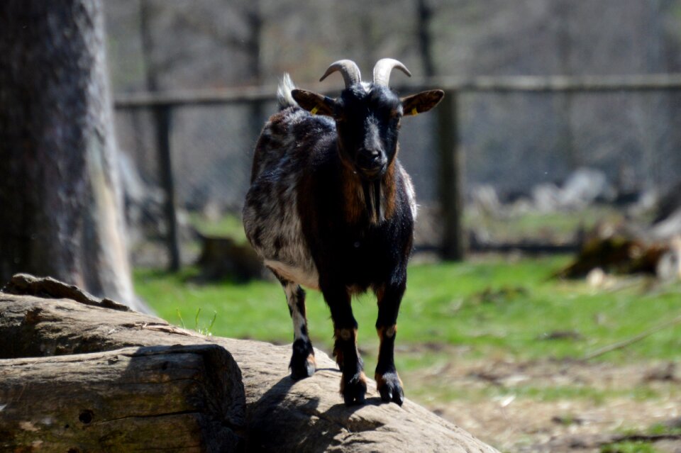 Nature cute wildpark poing