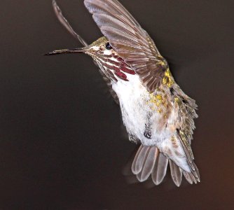 HUMMINGBIRD, CALLIOPE (4-2-11) 78 circulo montana, patagonia lake ranch estates, scc, az -04