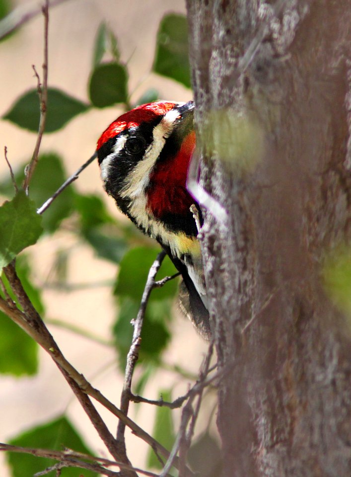 SAPSUCKER, RED-NAPED (4-5-11) pena blanca lake, scc, az - 01