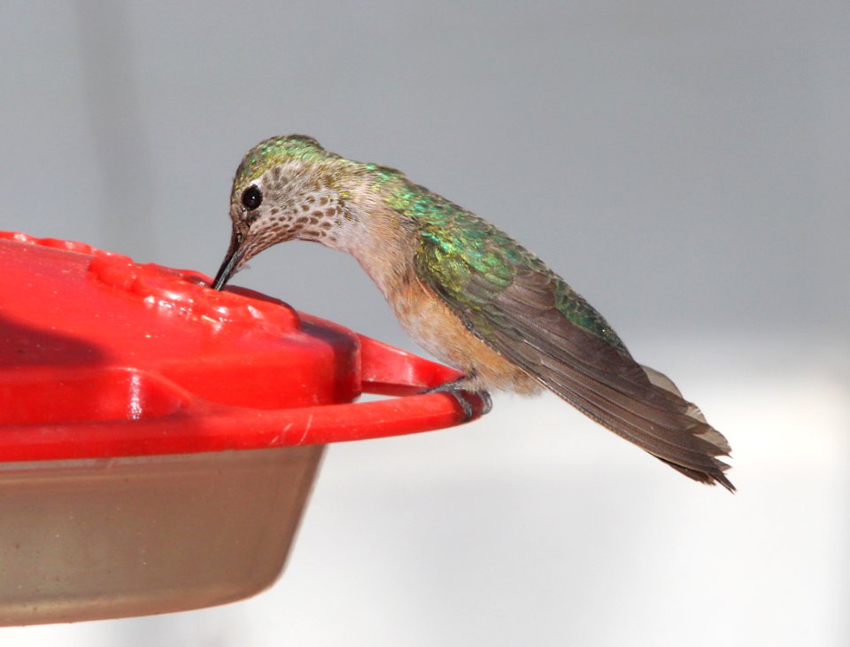 HUMMINGBIRD, BROAD-TAILED (3-24-11) paton's, scc, az -01