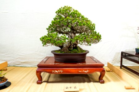 盆栽