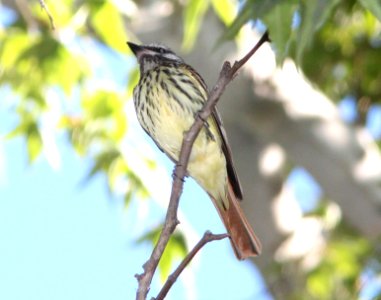 FLYCATCHER, SULPHUR-BELLIED (6-9-11) harshaw canyon, scc, az -04