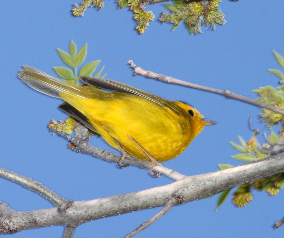 WARBLER, WILSON'S (3-21-11) santa cruz river, scc, az -02