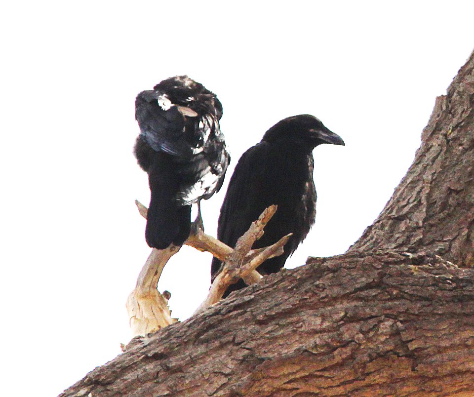 RAVEN, CHIHUAHUAN (6-1-11) de anza trail north from rio rico dr, rio rico, scc, az -01