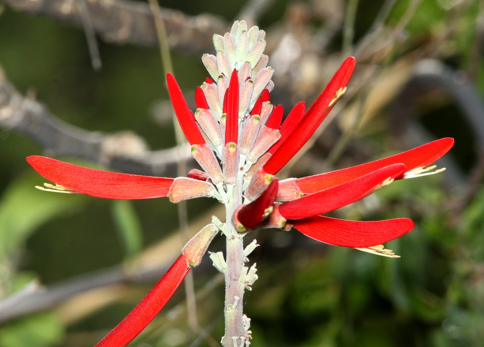 WESTERN CORAL-BEAN (Erythrina flabelliformois) (5-30-11) patagonia lake, scc, az -05