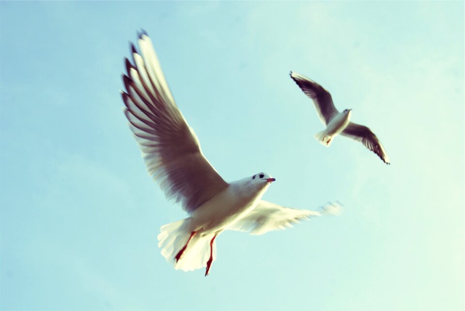 Flying wings motion