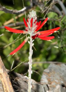 WESTERN CORAL-BEAN (Erythrina flabelliformois) (5-30-11) patagonia lake, scc, az -03