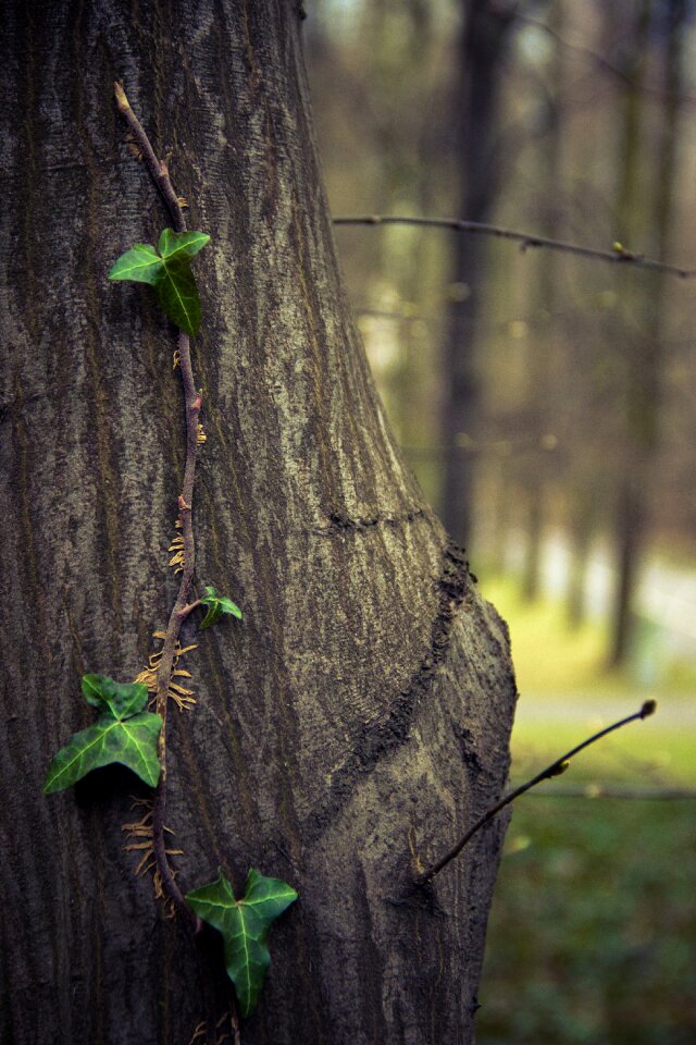Climbing leaves nature