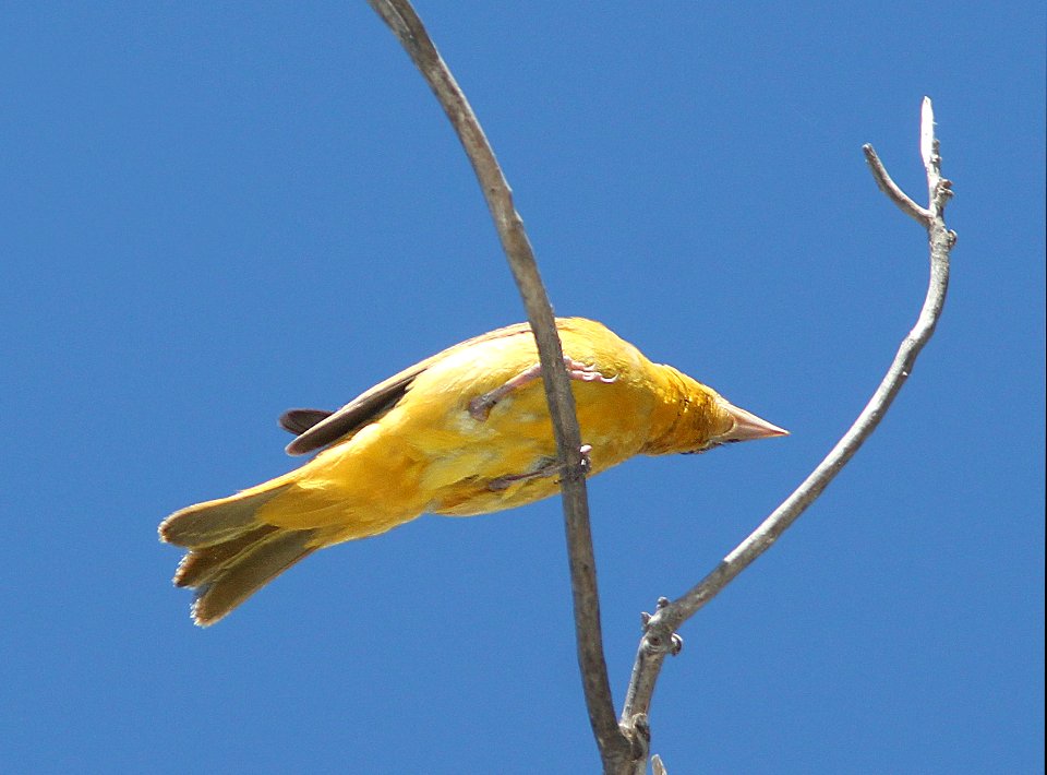 TANAGER, SUMMER (5-30-11) patagonia lake, scc, az -01b