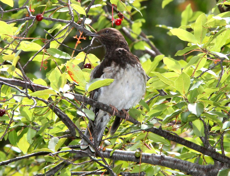 THRUSH, AZTEC (8-8-11) madera canyon, scc, az -02
