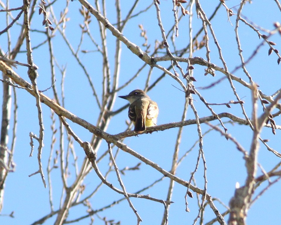 FLYCATCHER, BROWN-CRESTED (5-6-11) patagonia-sonoita creek preserve, scc, az -01
