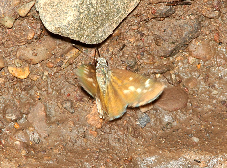 ROADSIDE-SKIPPER, ELISSA (Amblyscirtes elissa) (7-30-11) harshaw road cliffs, scc, az - 03