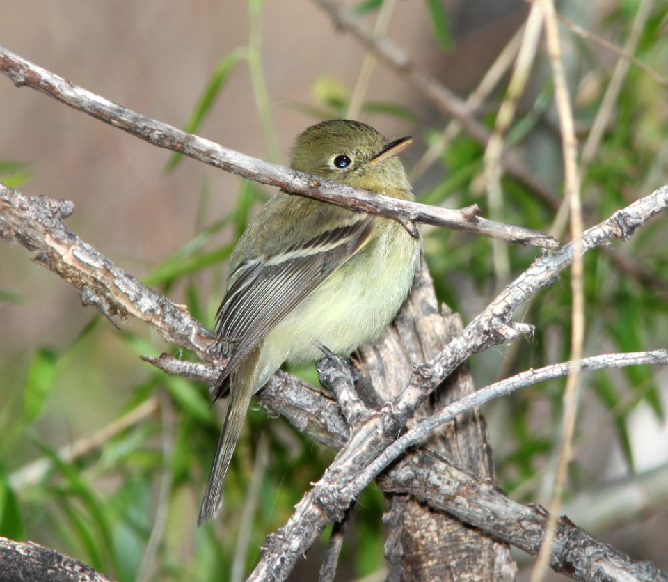 FLYCATCHER, PACIFIC-SLOPE (3-22-11) patagonia lake, scc, az -05