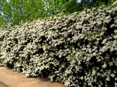 Hawthorn Hedge, Bloom, Spring