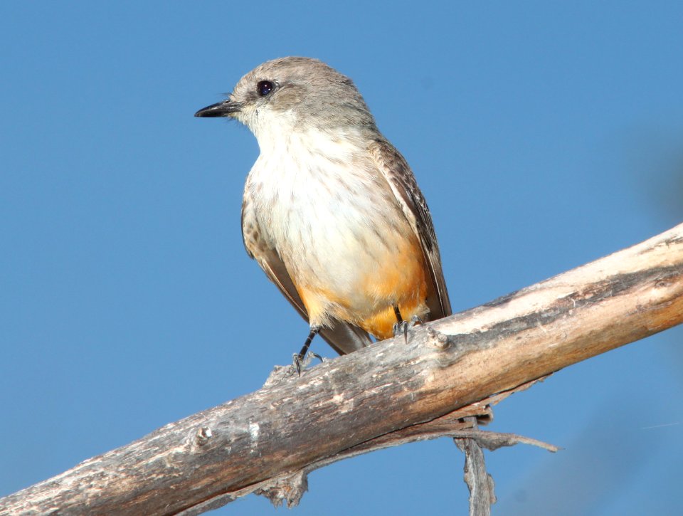 FLYCATCHER, VERMILLION (315-11) pena blanca lake, scc, az -01