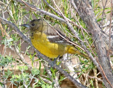 ORIOLE, SCOTT'S (4-11-11) 78 circulo montana, patagonia lake ranch estates, scc, az -01