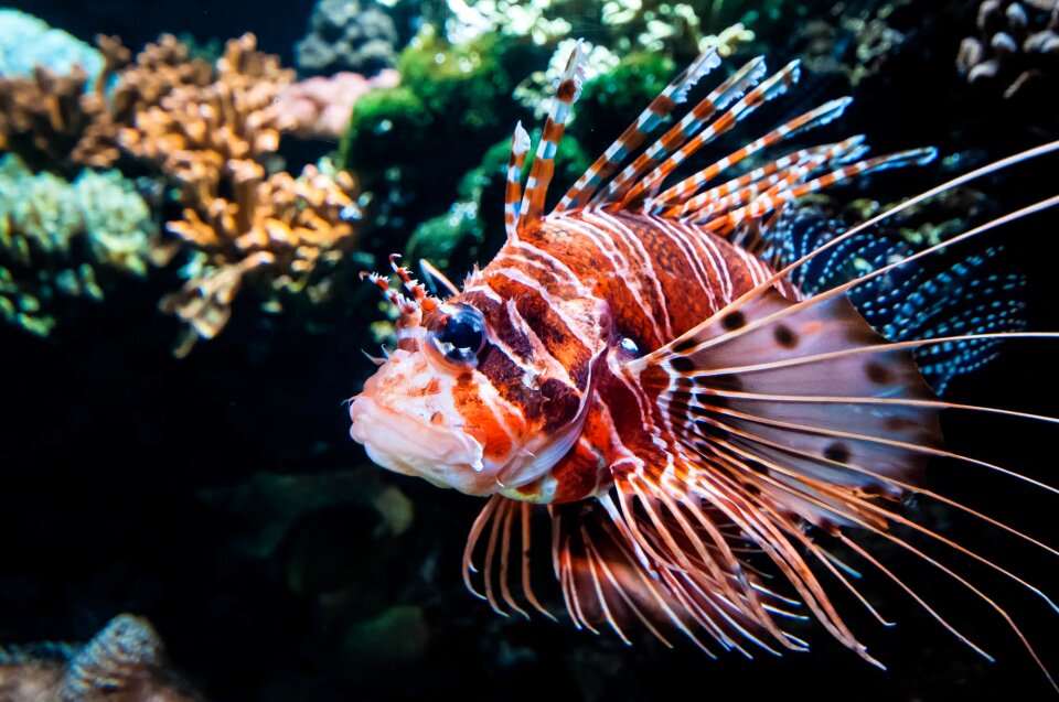 Exotic meeresbewohner underwater world