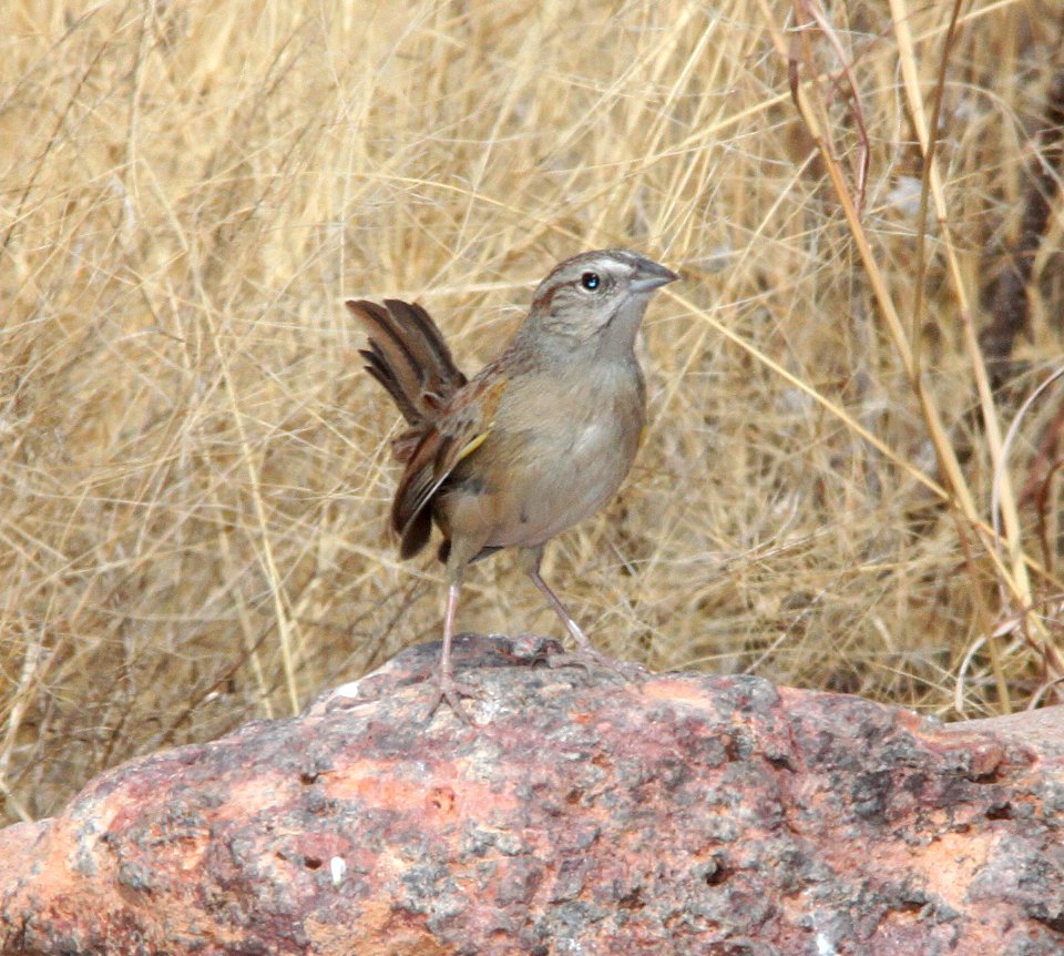 SPARROW, BOTTERI'S (3-6-11) 78 circulo montana, patagonia lake ranch estates, scc, az -01
