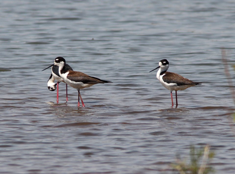 STILT, BLACK-NECKED (5-5-11) patagonia lake, scc, az -01