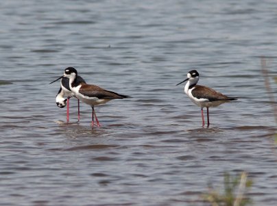 STILT, BLACK-NECKED (5-5-11) patagonia lake, scc, az -01