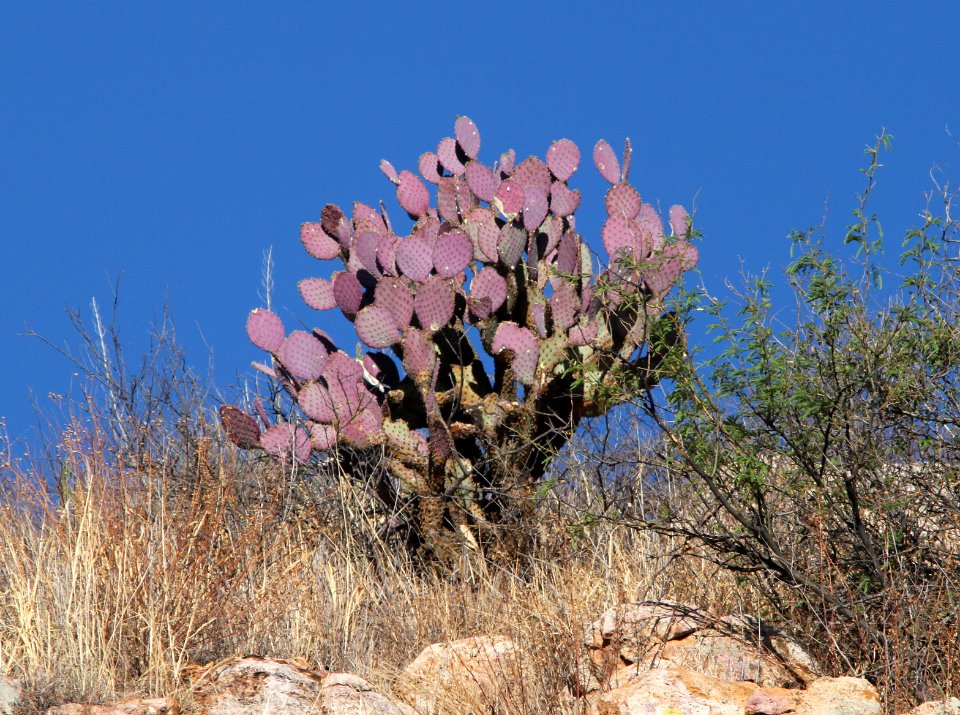 PRICKLYPEAR, SANTA RITA (Opuntia santa-rita) (5-16-11) blue haven road, patagonia, scc, az -01