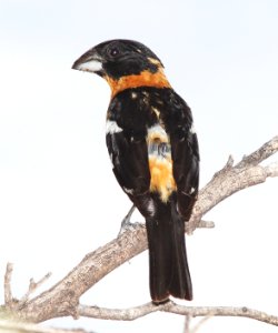 GROSBEAK, BLACK-HEADED (7-21-11) de anza trail, rio rico, scc, az -01