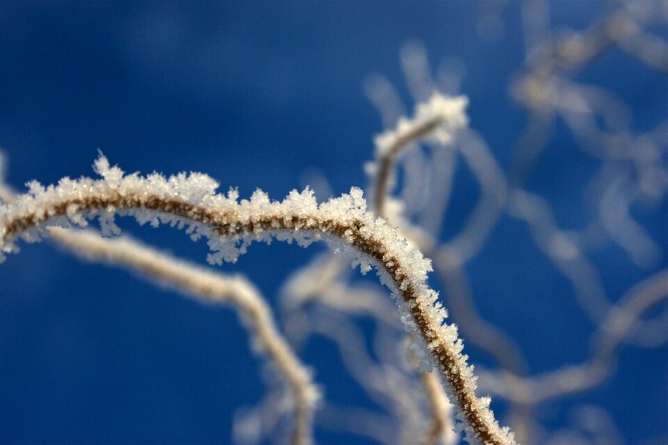 Winter frost nature