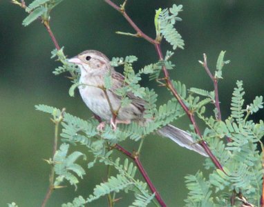 SPARROW, CASSIN'S (7-9-11) de anza trail north of rio rico road, scc, az -02