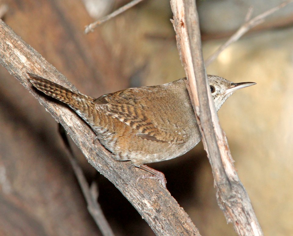 WREN, HOUSE (9-1-10) scc, az -01