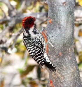 WOODPECKER, LADDER-BACKED (3-22-11) patagonia lake, scc, az -02