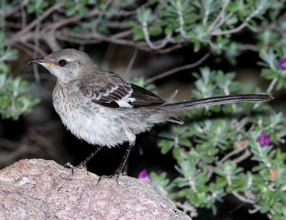 MOCKINGBIRD, NORTHERN (7-26-11) 78 circulo montana, patagonia lake ranch estates, scc, az -02