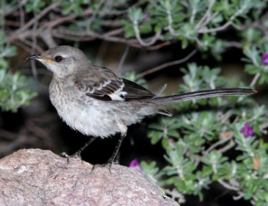 MOCKINGBIRD, NORTHERN (7-26-11) 78 circulo montana, patagonia lake ranch estates, scc, az -02