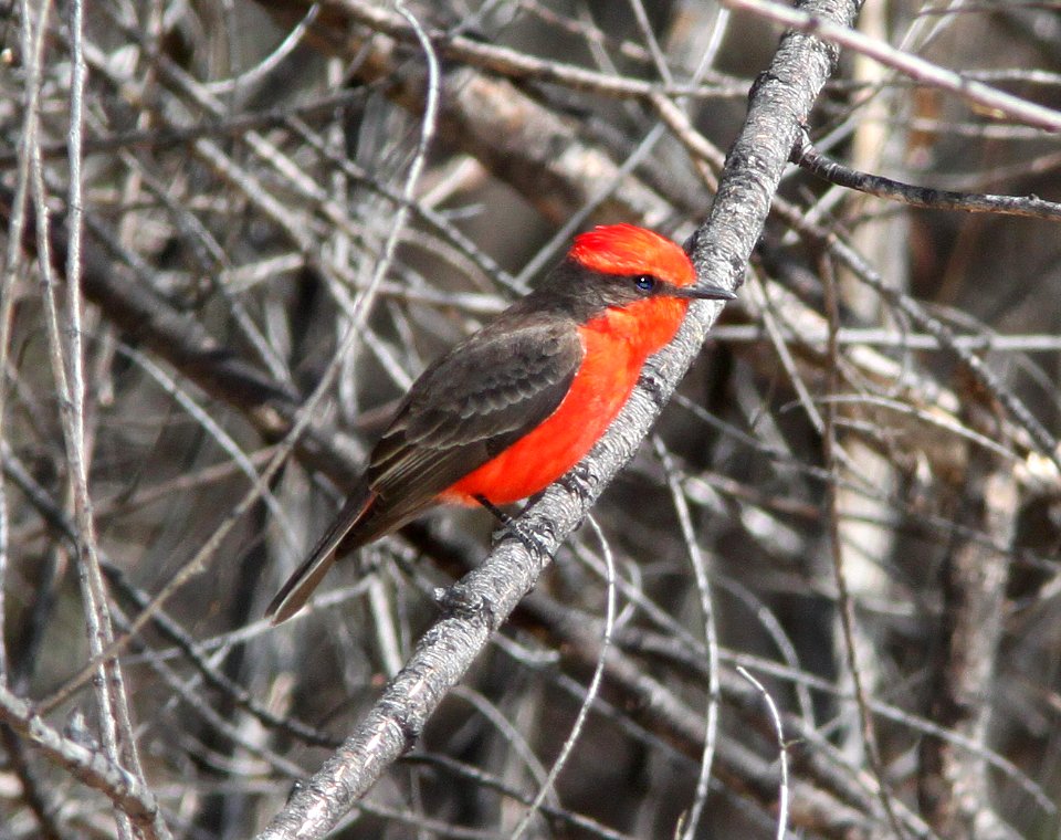 FLYCATCHER, VERMILLION (3-20-11) patagonia lake sate park, scc, az -01
