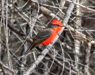 FLYCATCHER, VERMILLION (3-20-11) patagonia lake sate park, scc, az -01